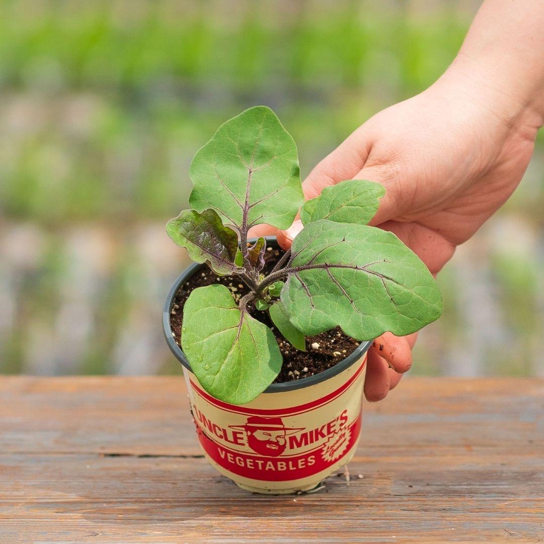 Eggplant – Shoya Long – 4″ Pot